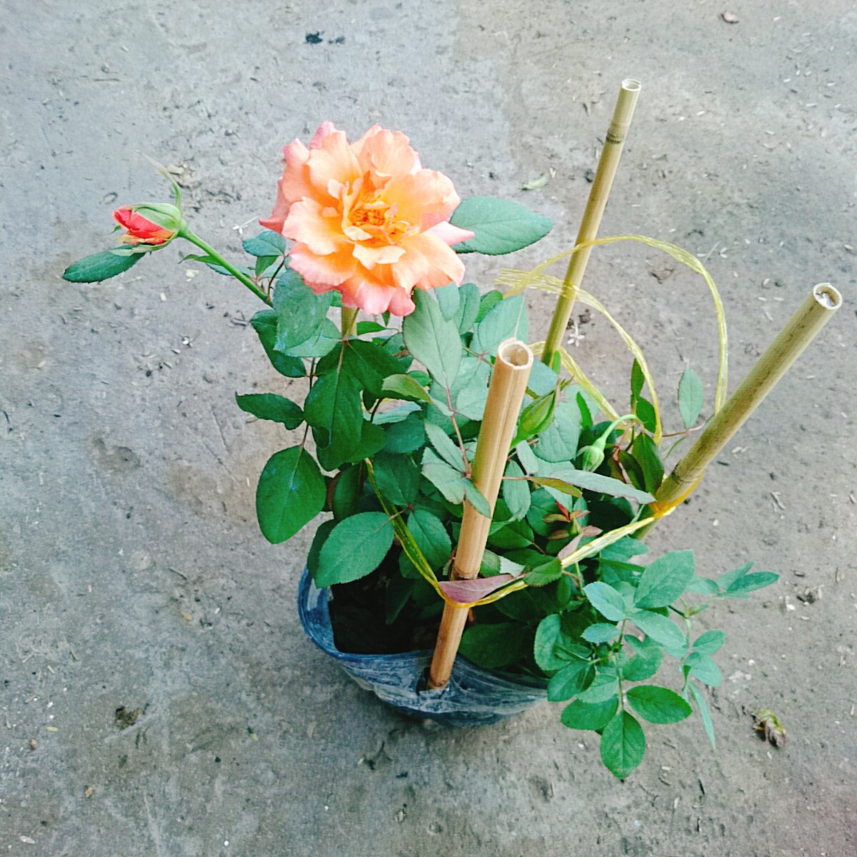 Cây Hồng Cam