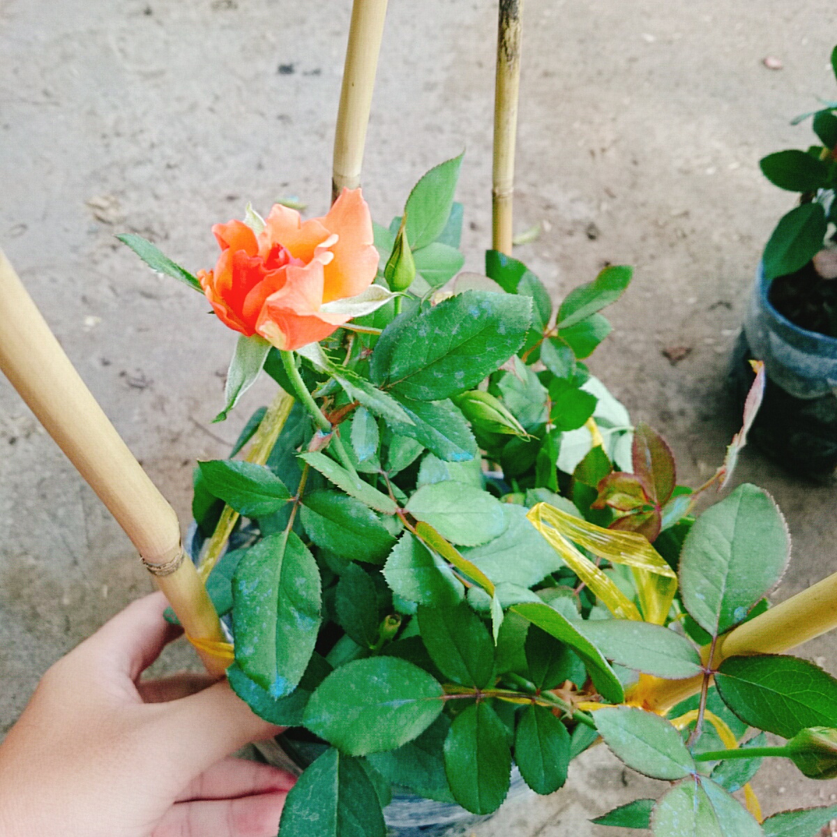 Cây Hồng Cam