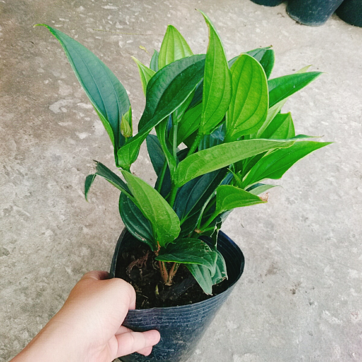 Cây Hòn Ngọc Viễn Đông