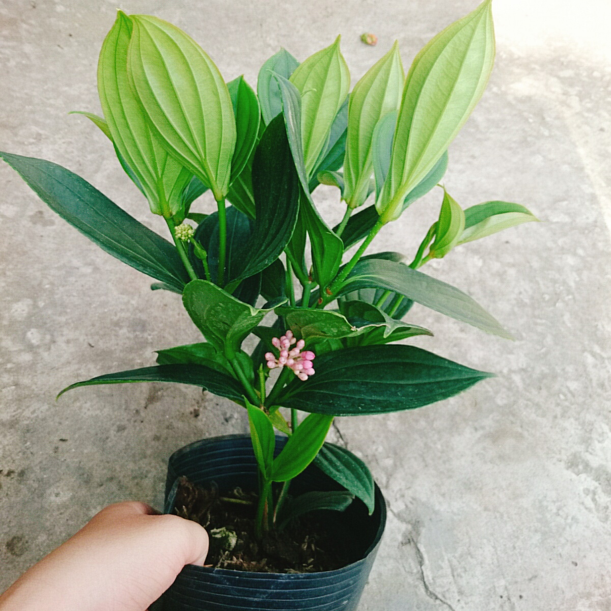 Cây Hòn Ngọc Viễn Đông