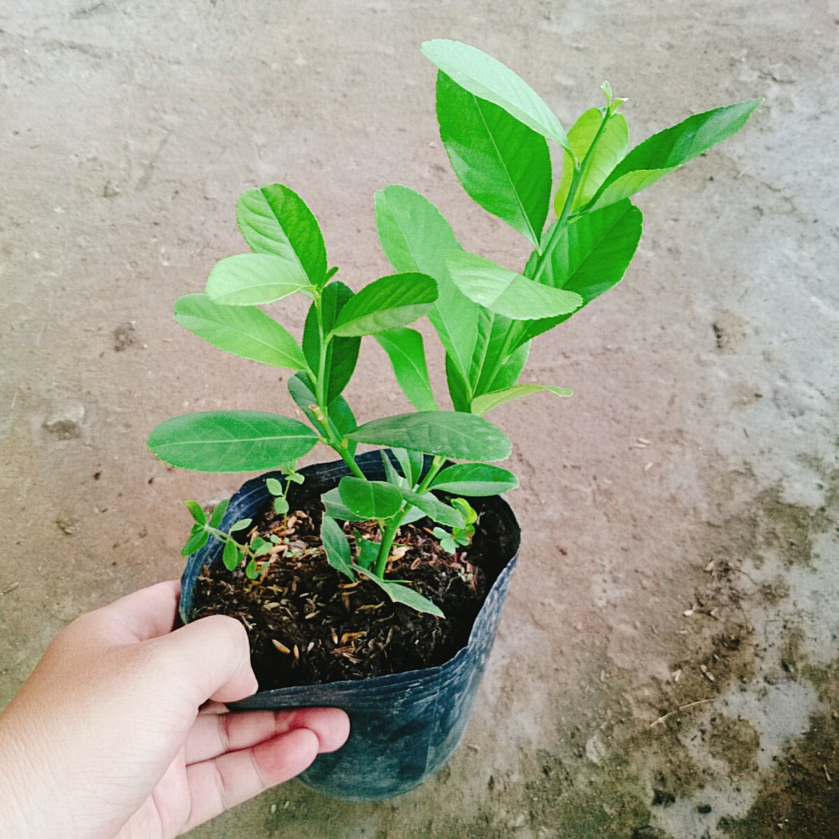 Cây Chanh Vàng Mỹ