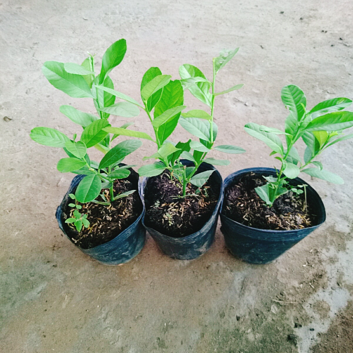 Cây Chanh Vàng Mỹ