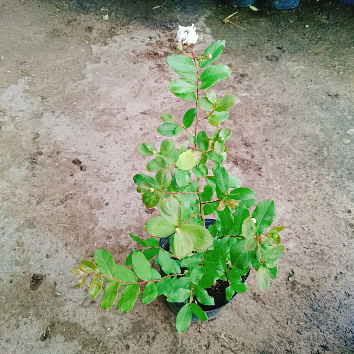 Cây Tường Vy Trắng