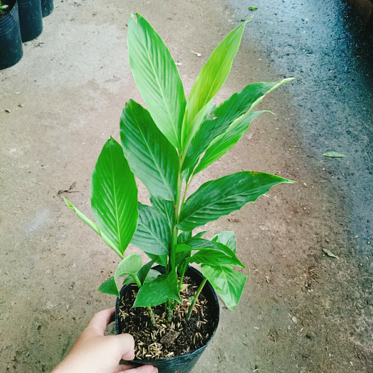 Cây Hoa Hạnh Phúc