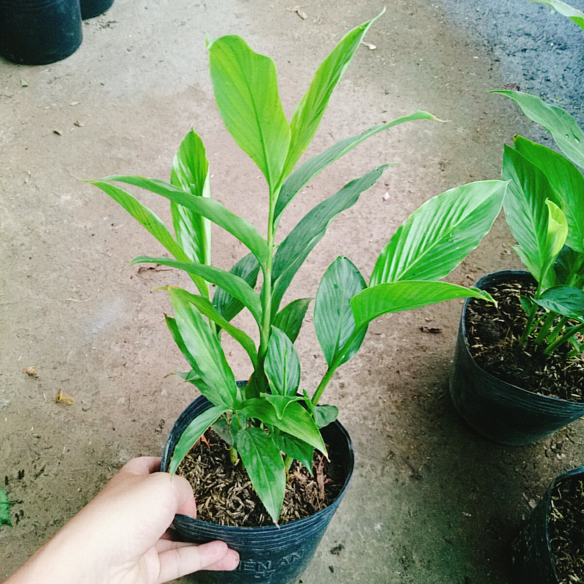 Cây Hoa Hạnh Phúc