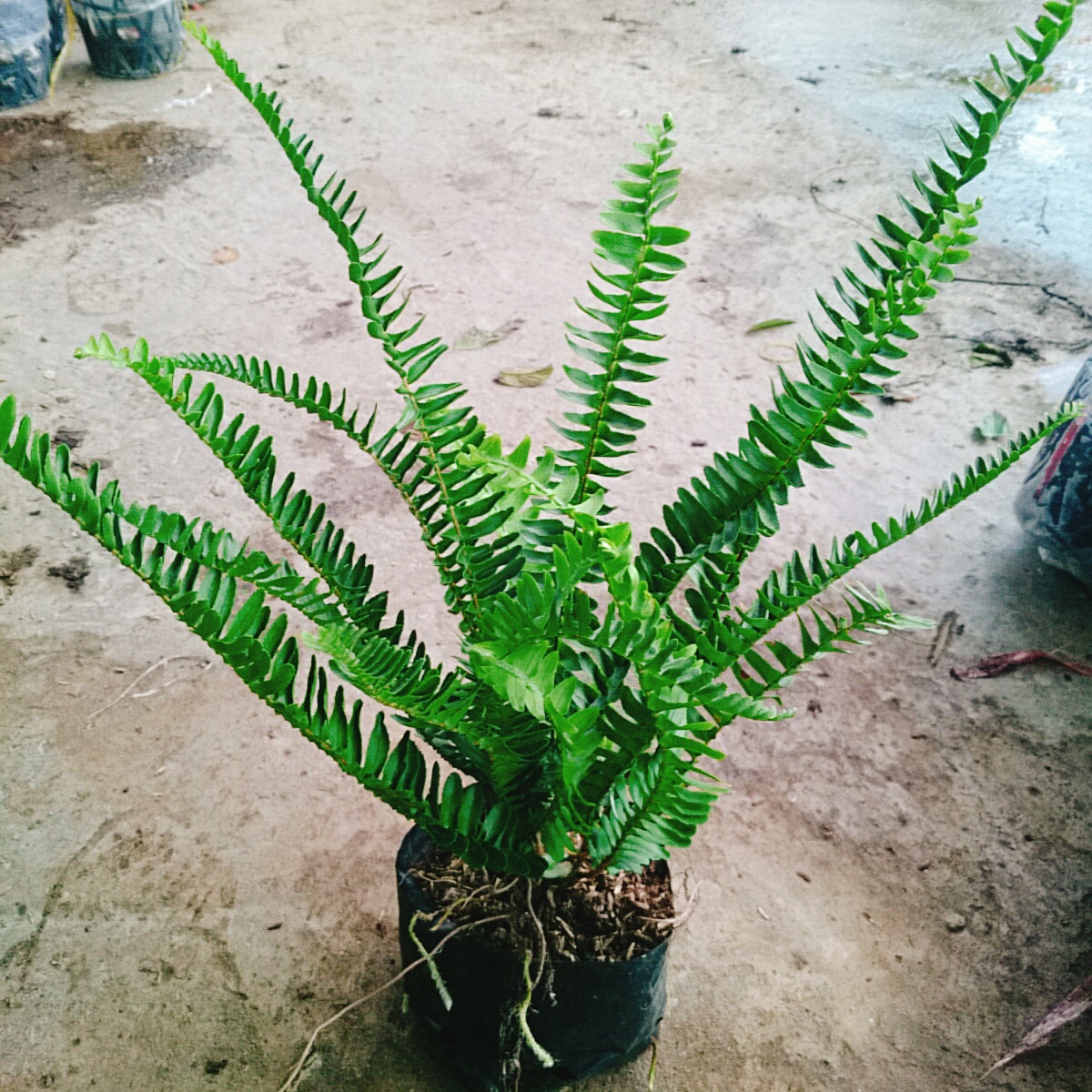 Cây Dương Xỉ Lá Me