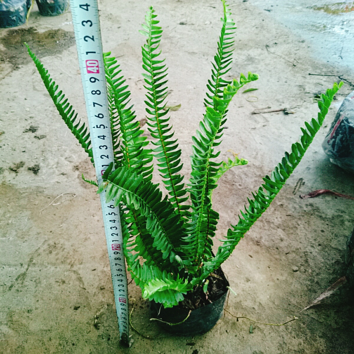 Cây Dương Xỉ Lá Me