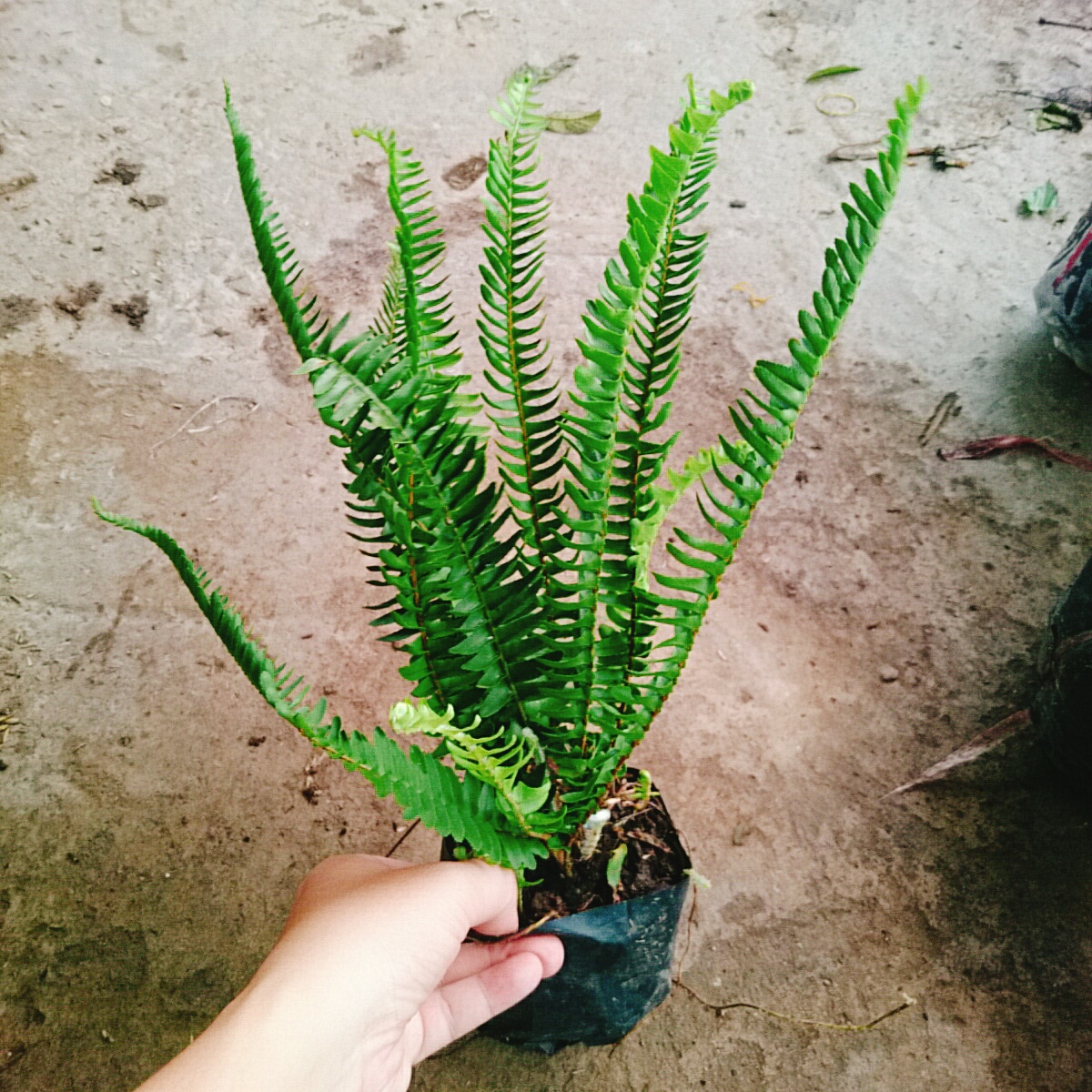 Cây Dương Xỉ Lá Me