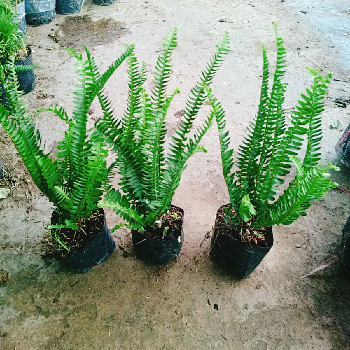 Cây Dương Xỉ Lá Me