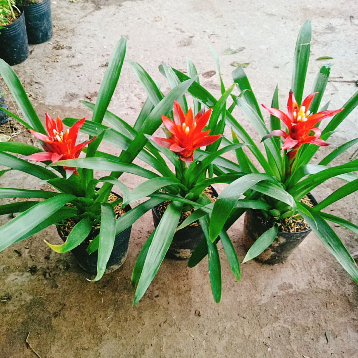 Cây Phong Lộc (Đỏ)