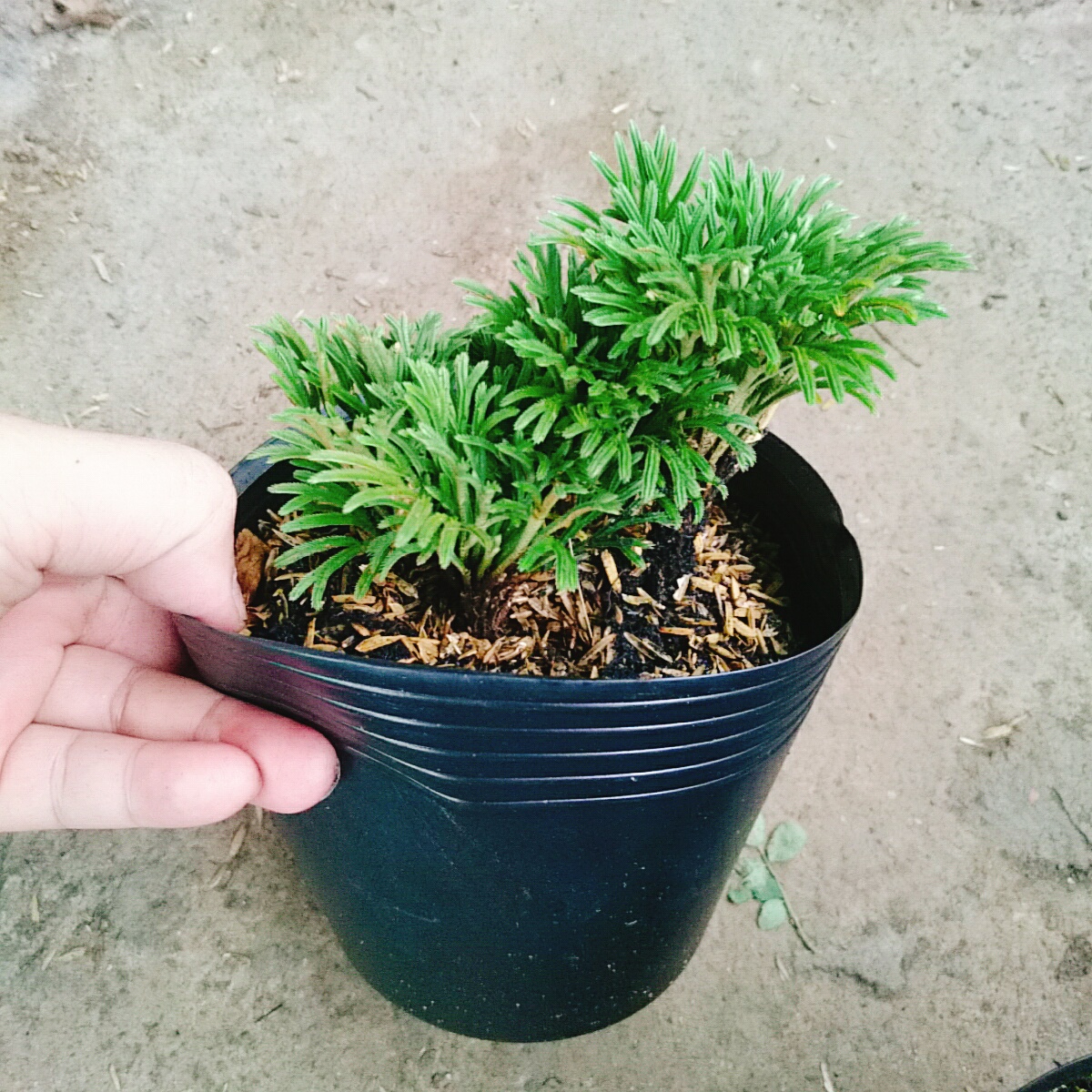 Cây Trường Sinh Thảo