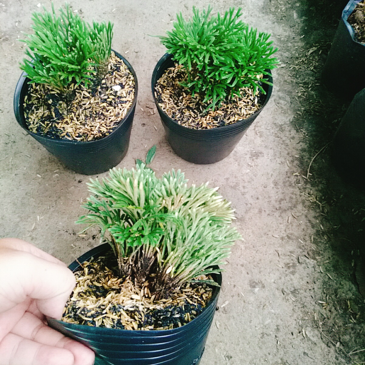 Cây Trường Sinh Thảo