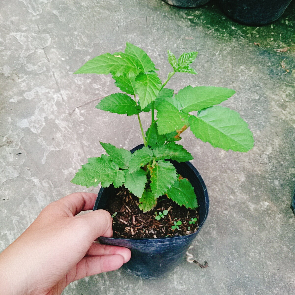 Cây Phúc Bồn Tử