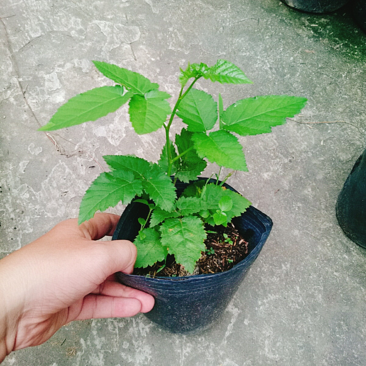 Cây Phúc Bồn Tử