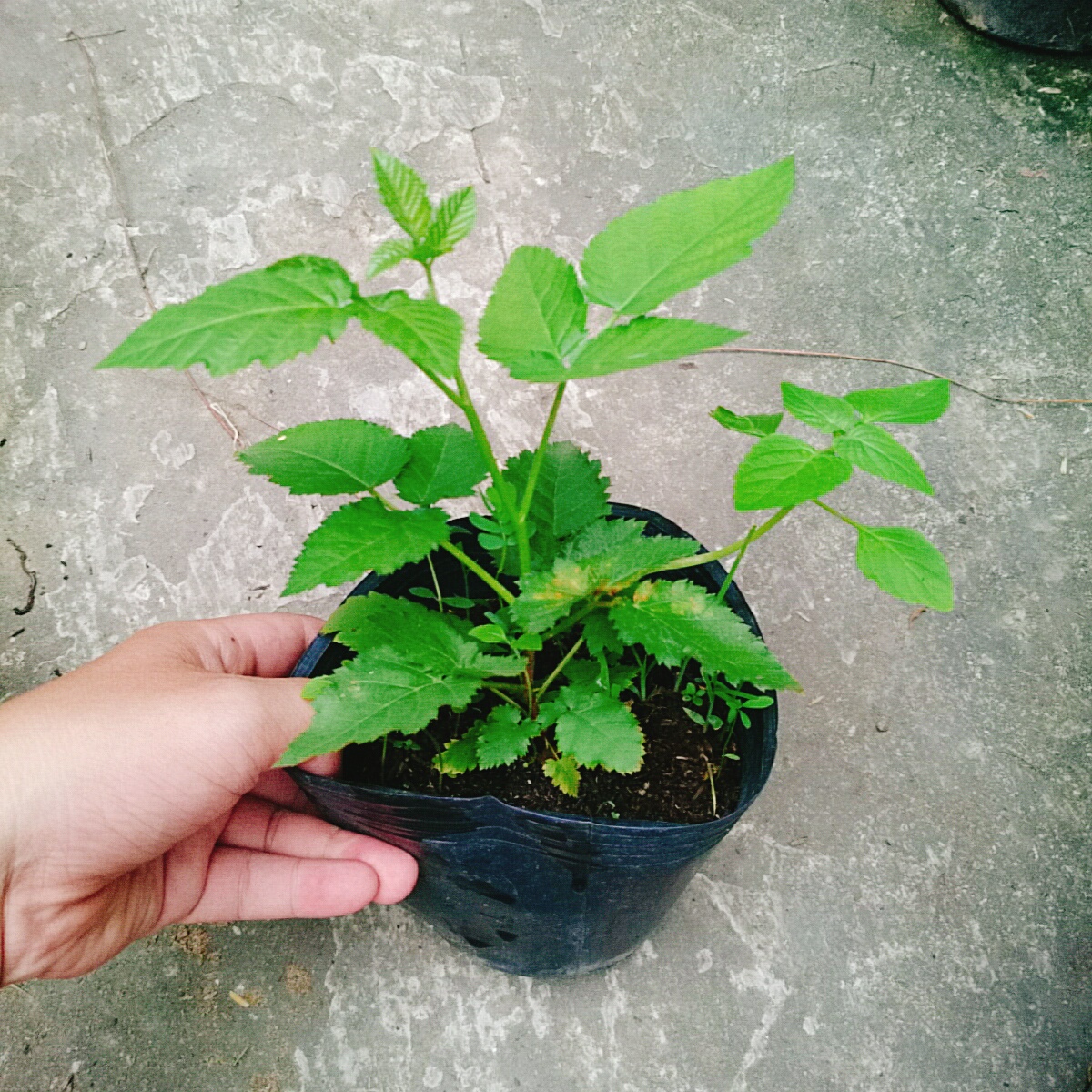 Cây Phúc Bồn Tử