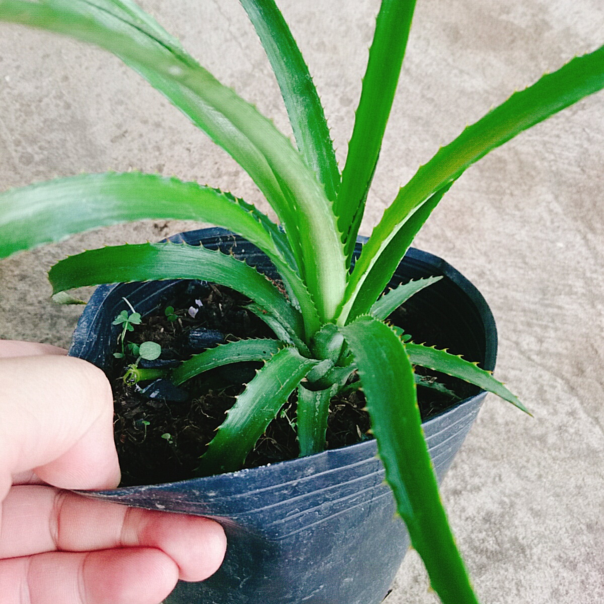 Cây Dứa BaBy