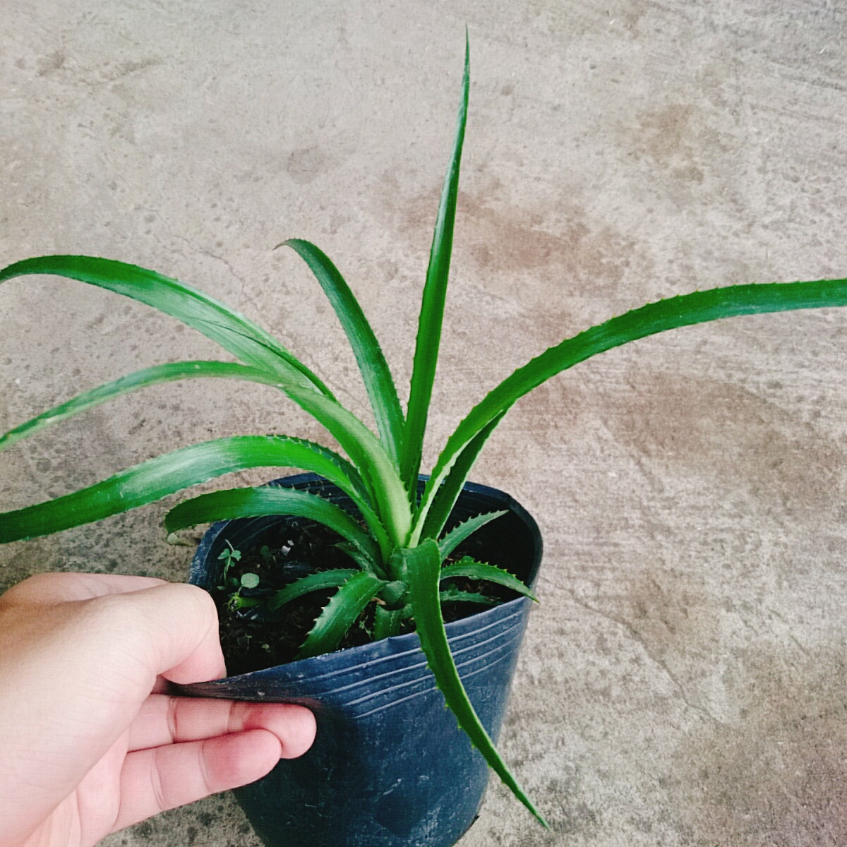 Cây Dứa BaBy