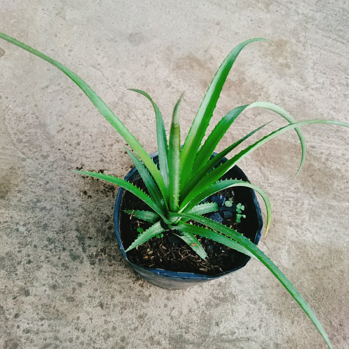 Cây Dứa BaBy