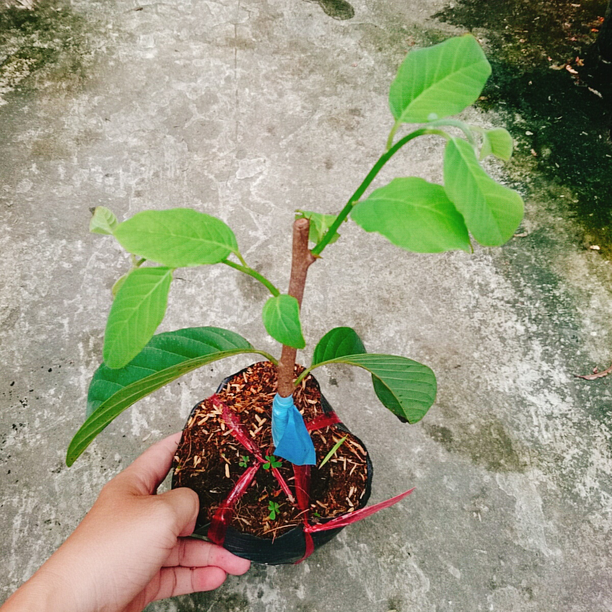 Cây Mãng Cầu Na Thái