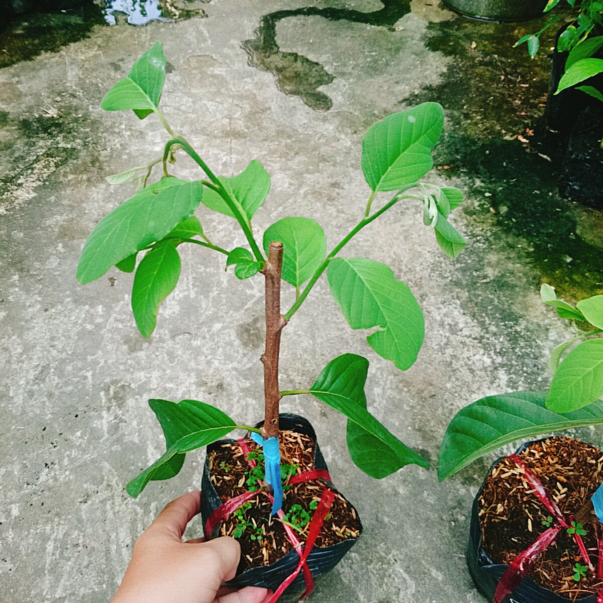 Cây Mãng Cầu Na Thái