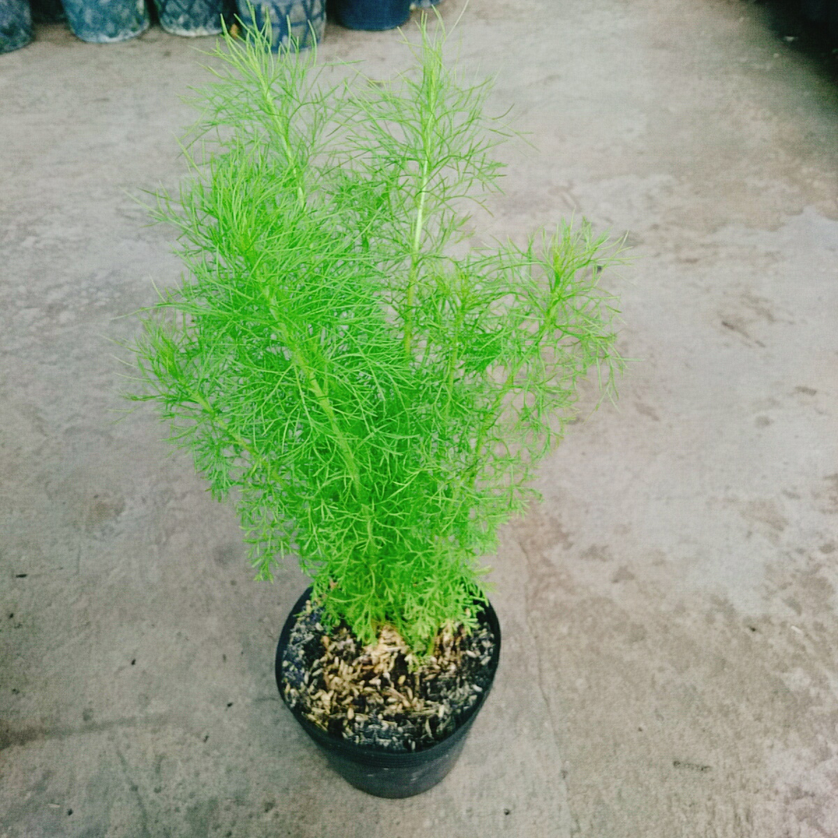 Cây Tùng Nam Mỹ