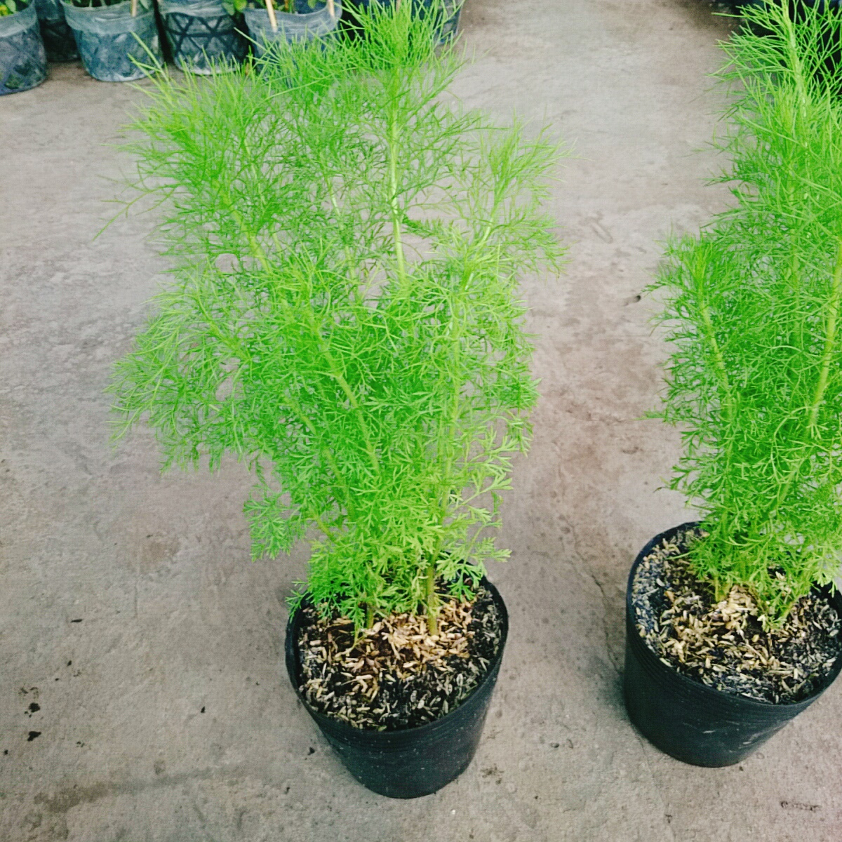 Cây Tùng Nam Mỹ