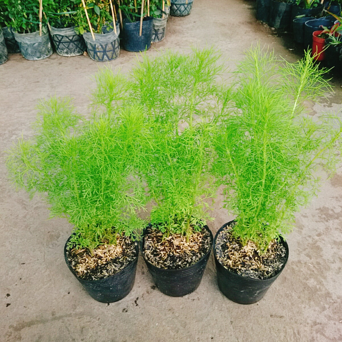 Cây Tùng Nam Mỹ