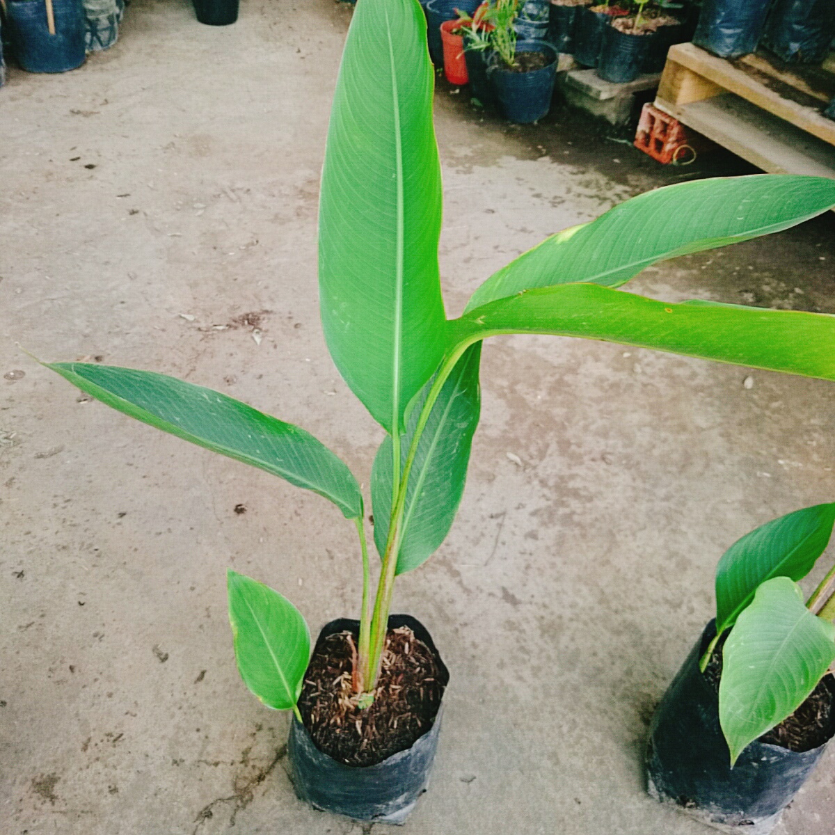 Cây Chuối Mỏ Két