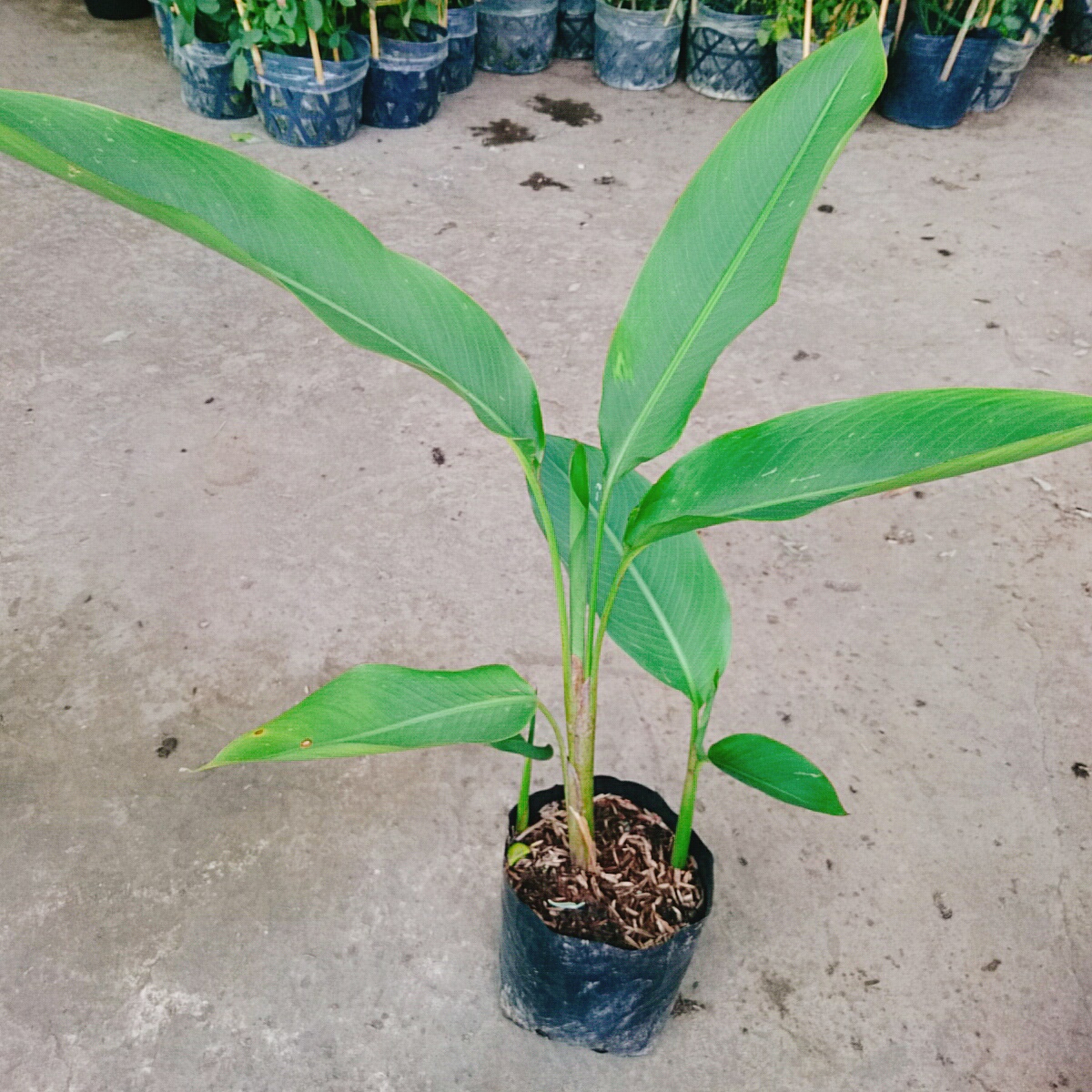 Cây Chuối Mỏ Két