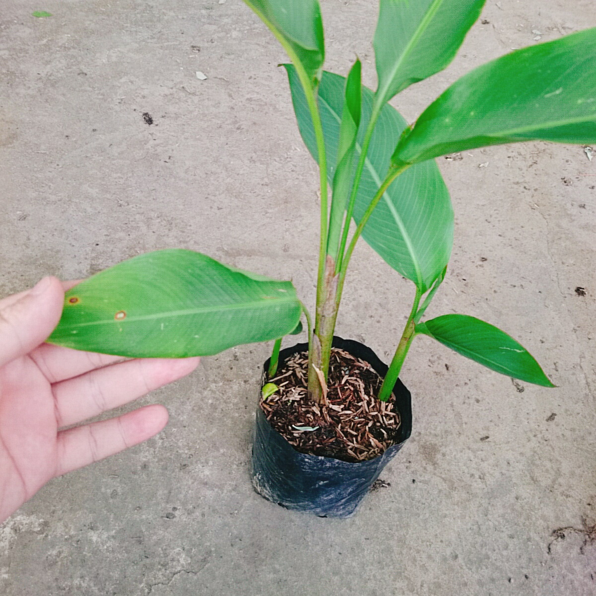 Cây Chuối Mỏ Két