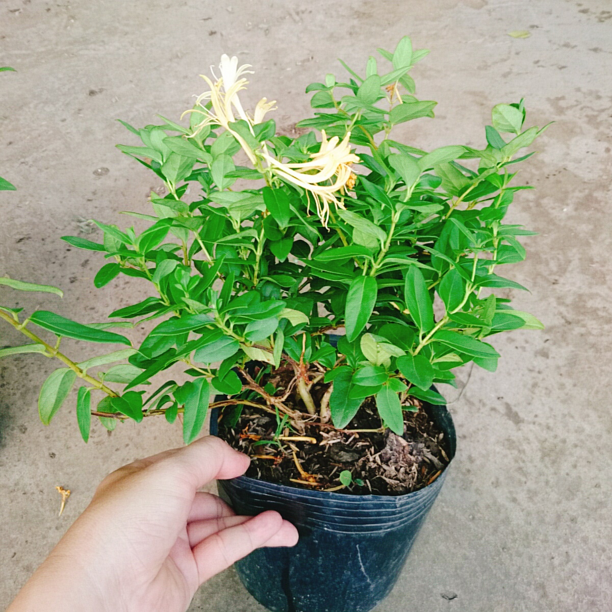 Cây Kim Ngân Hoa