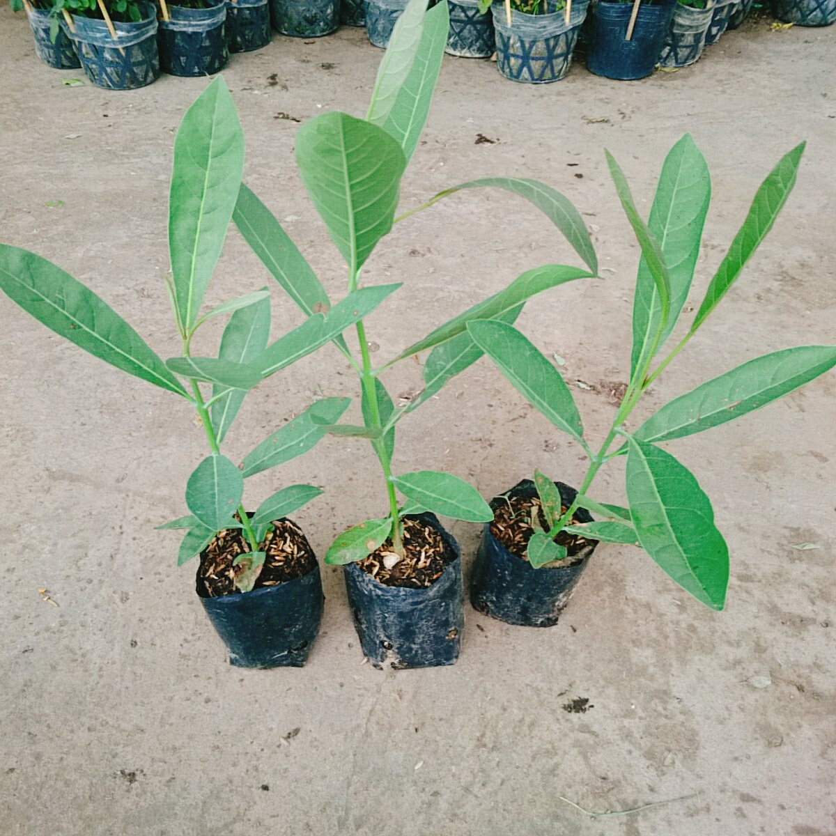 Cây Chuông Vàng