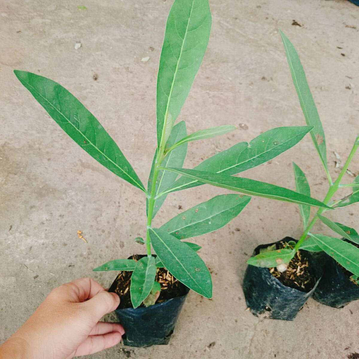 Cây Chuông Vàng