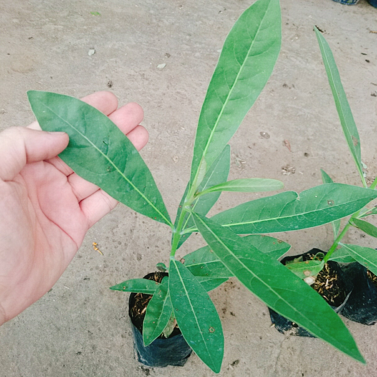 Cây Chuông Vàng