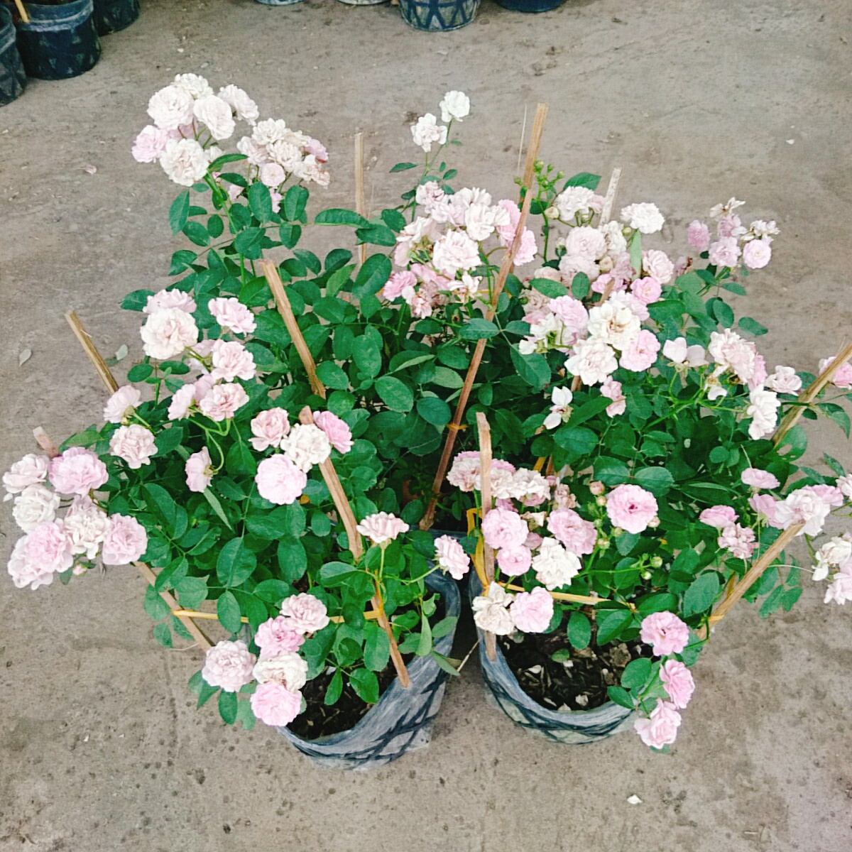 Cây Hồng Đông Mai