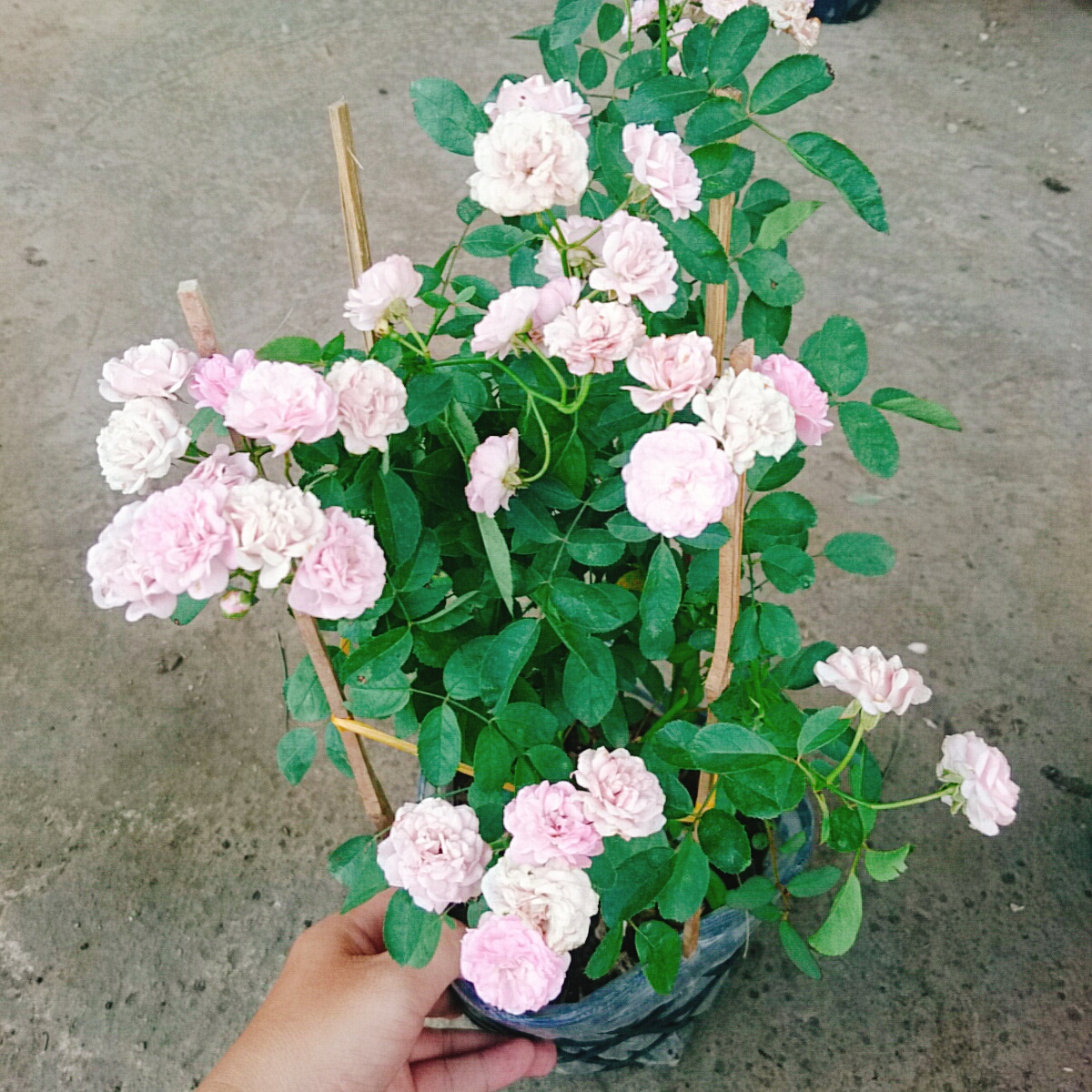 Cây Hồng Đông Mai