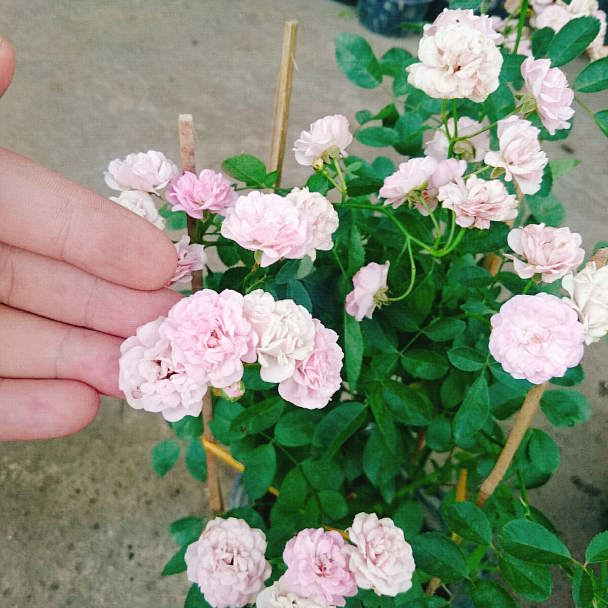 Cây Hồng Đông Mai