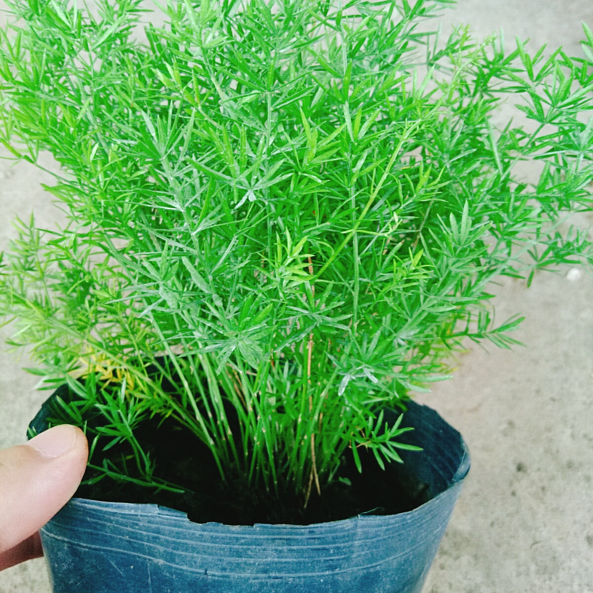 Cây Trúc Thiên Môn