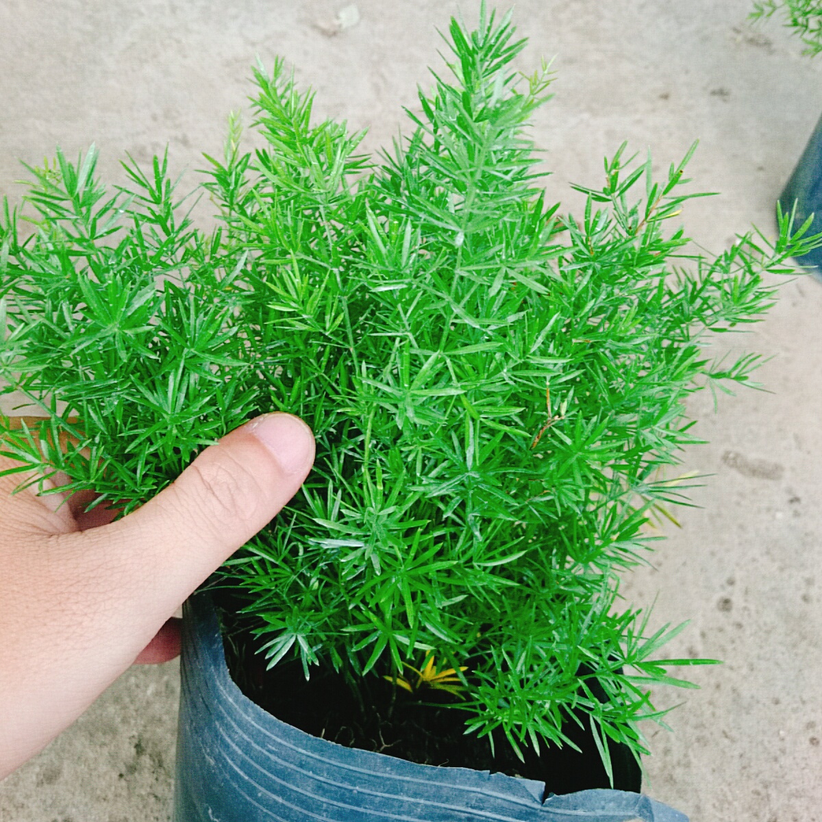 Cây Trúc Thiên Môn