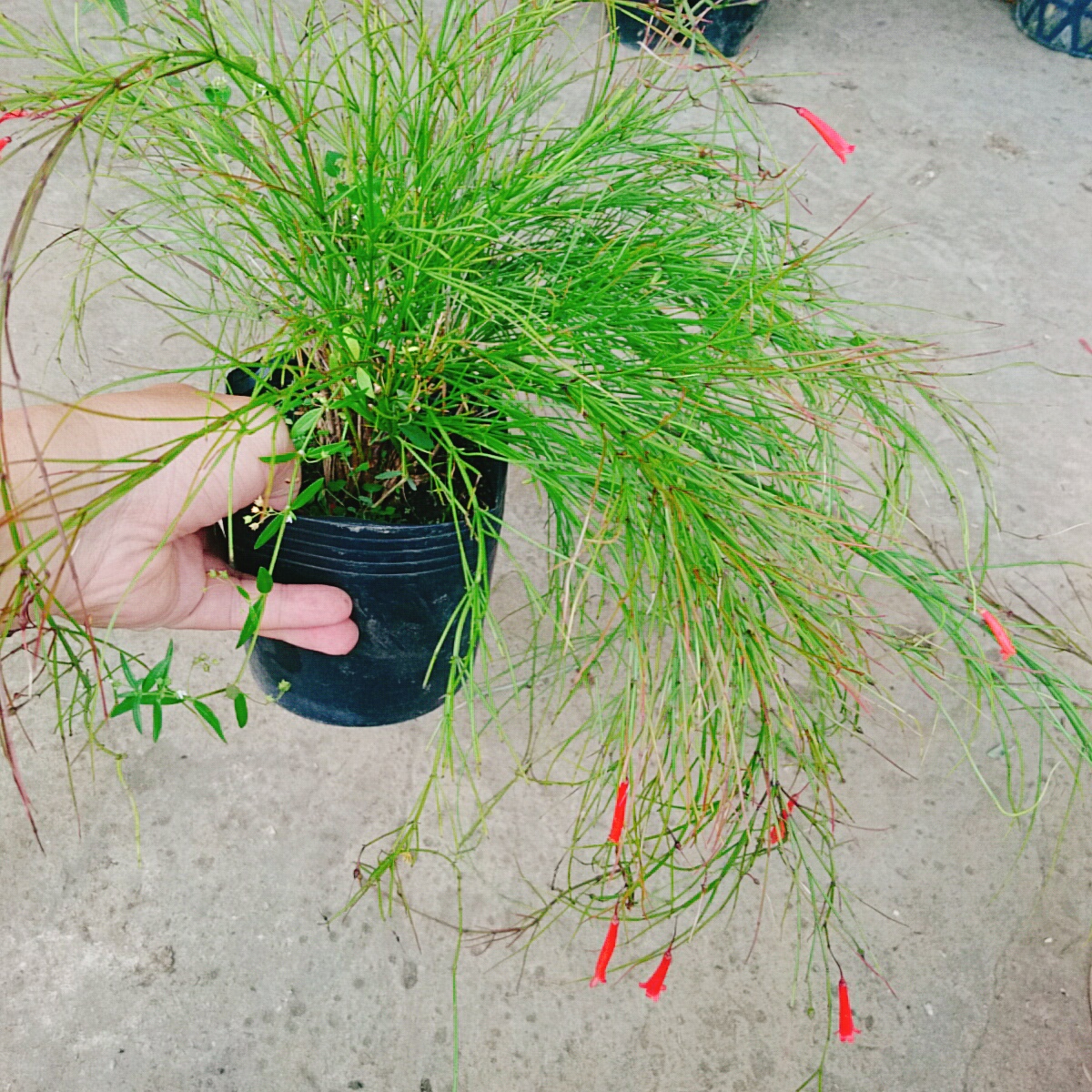 Cây Liễu Tường