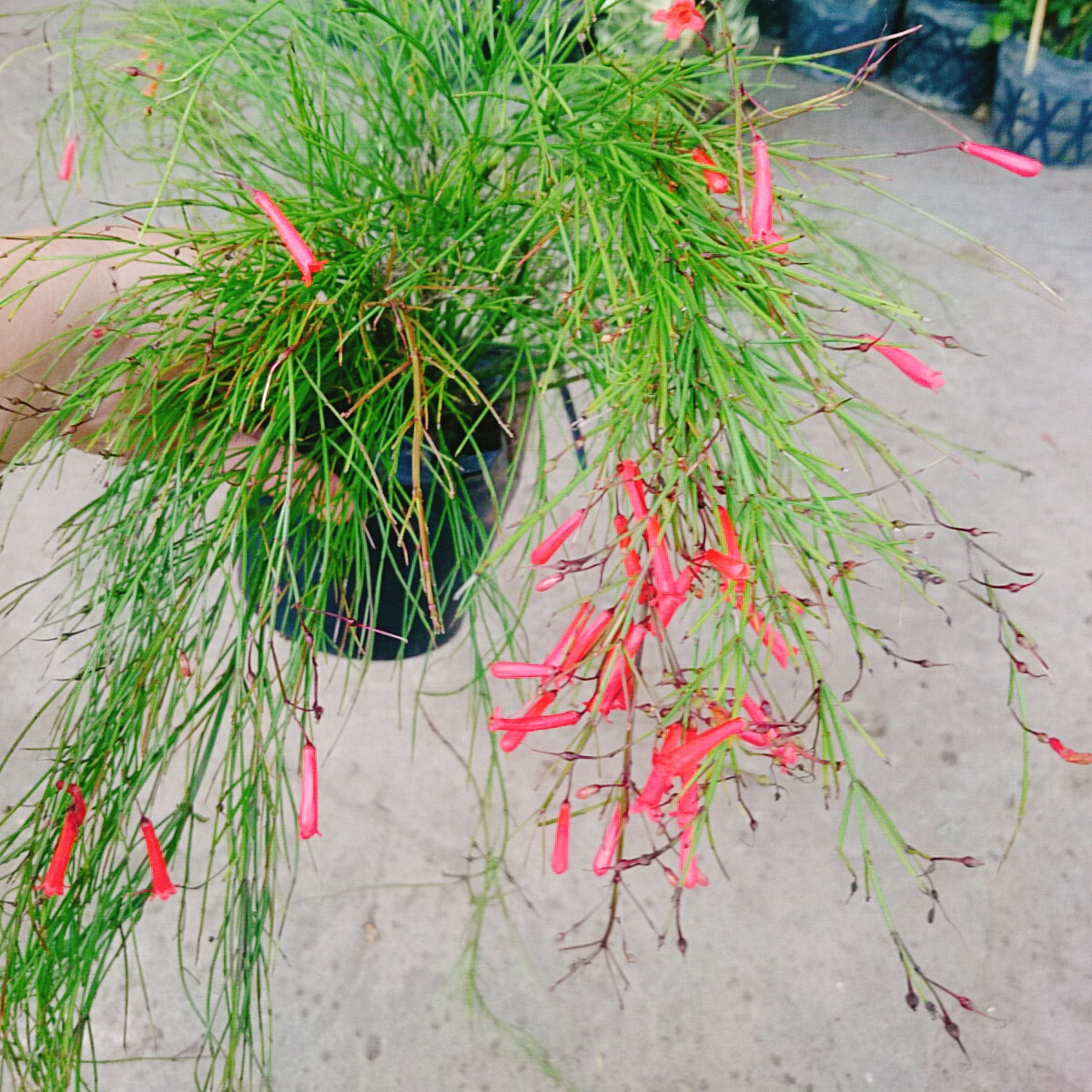 Cây Liễu Tường