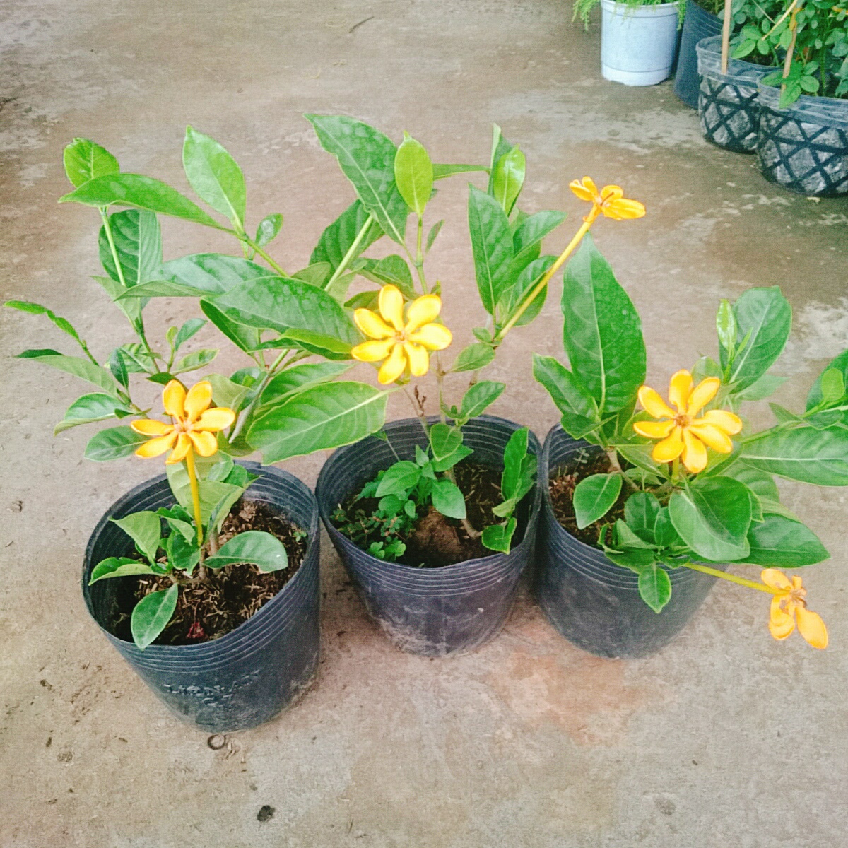 Cây Lài Hoàng Đế