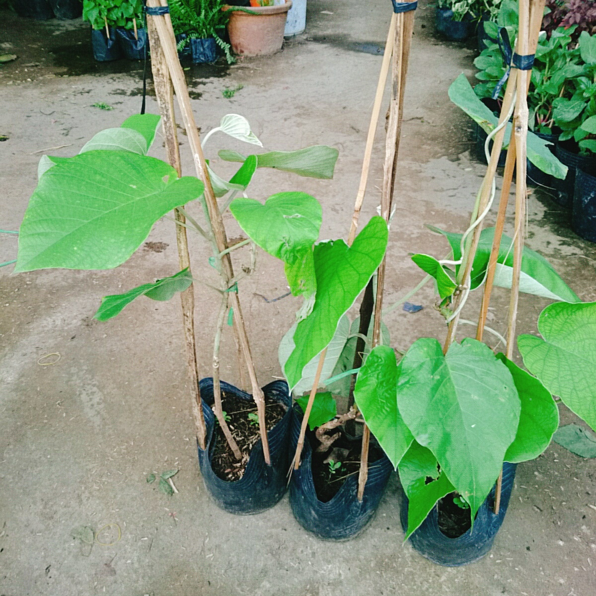 Cây Cát Đằng Lá Lớn