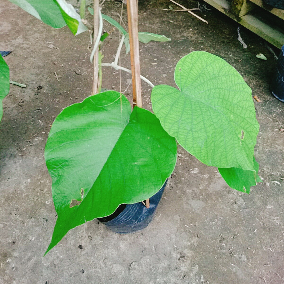 Cây Cát Đằng Lá Lớn