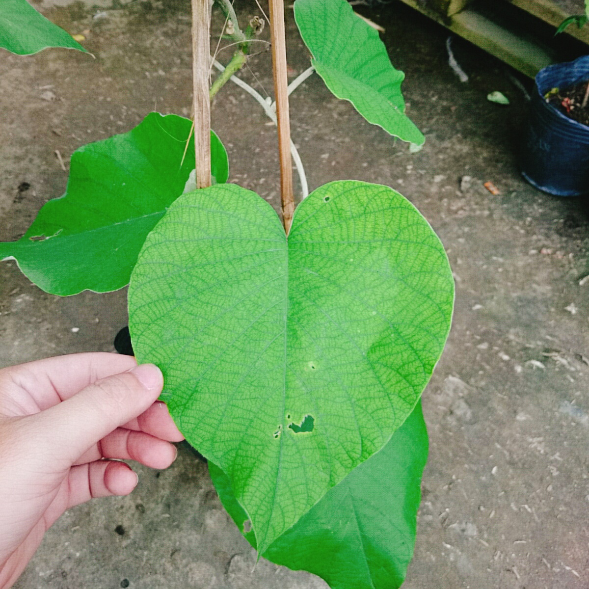 Cây Cát Đằng Lá Lớn