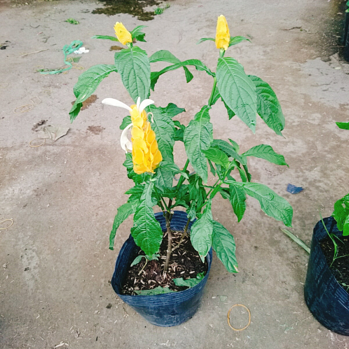 Cây Rồng Vàng