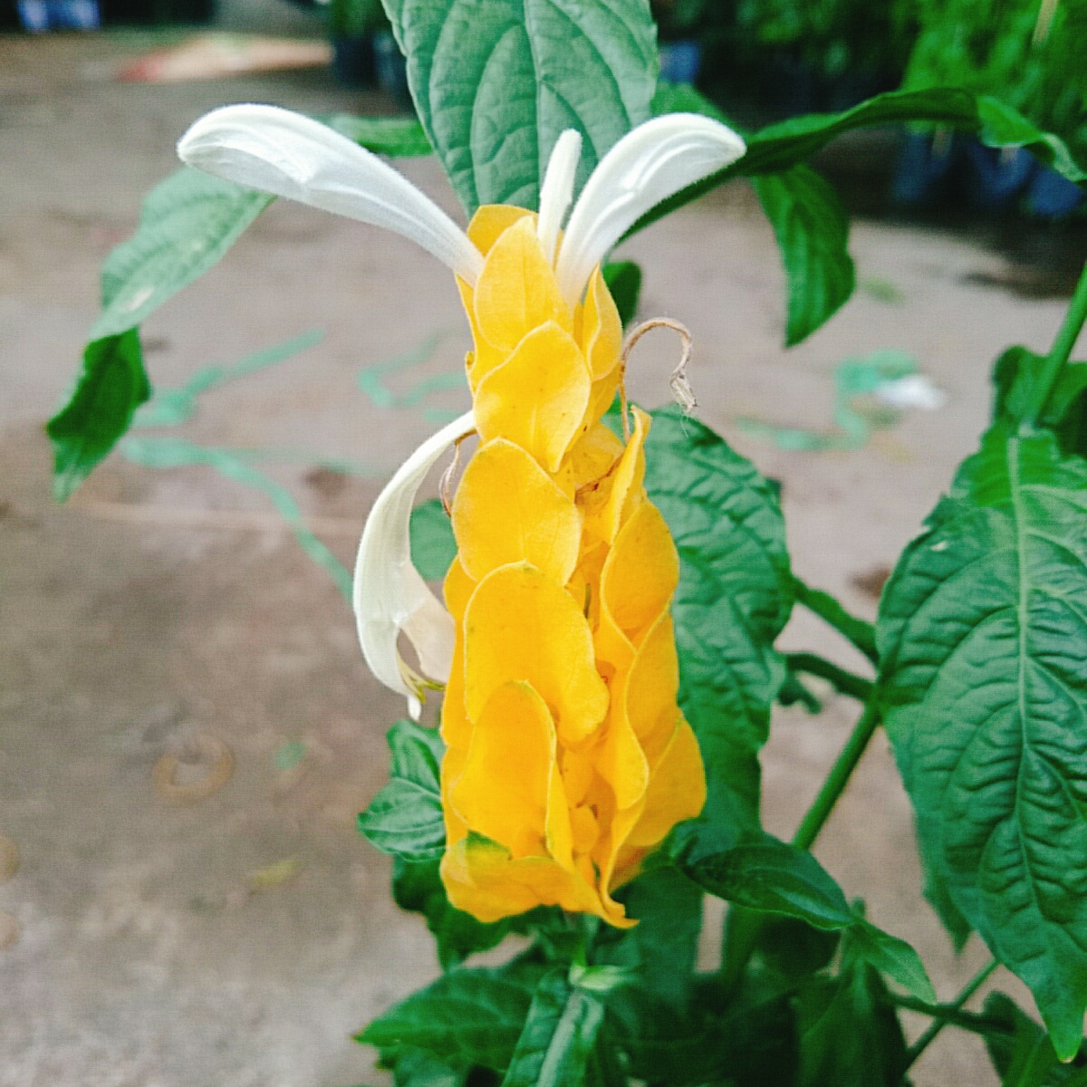 Cây Rồng Vàng
