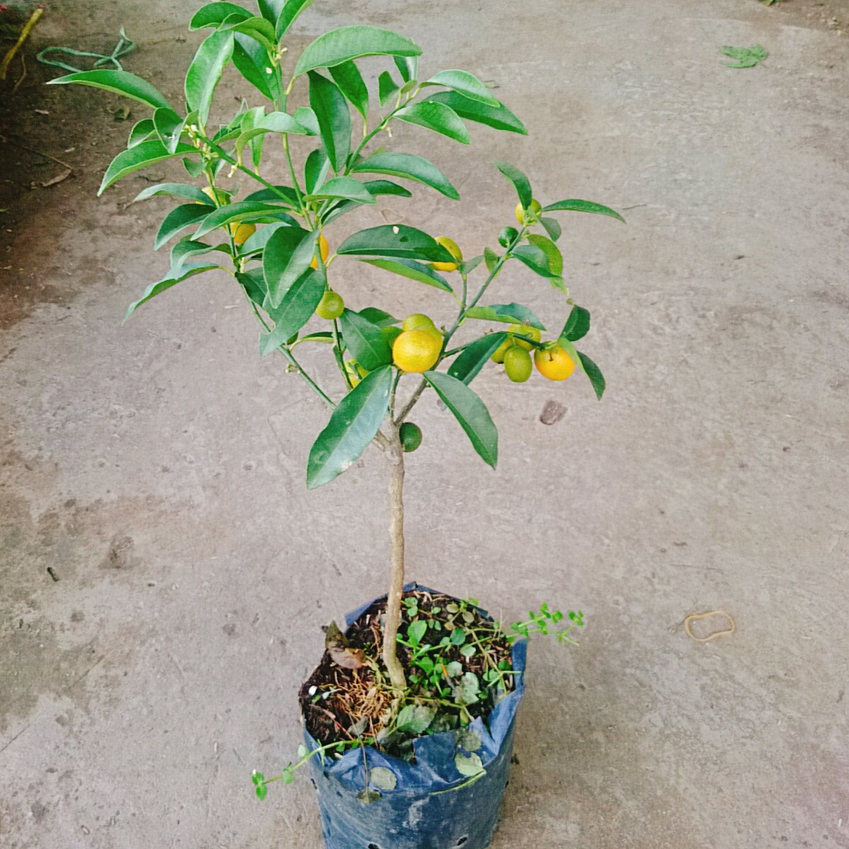 Cây Tắc Ngọt