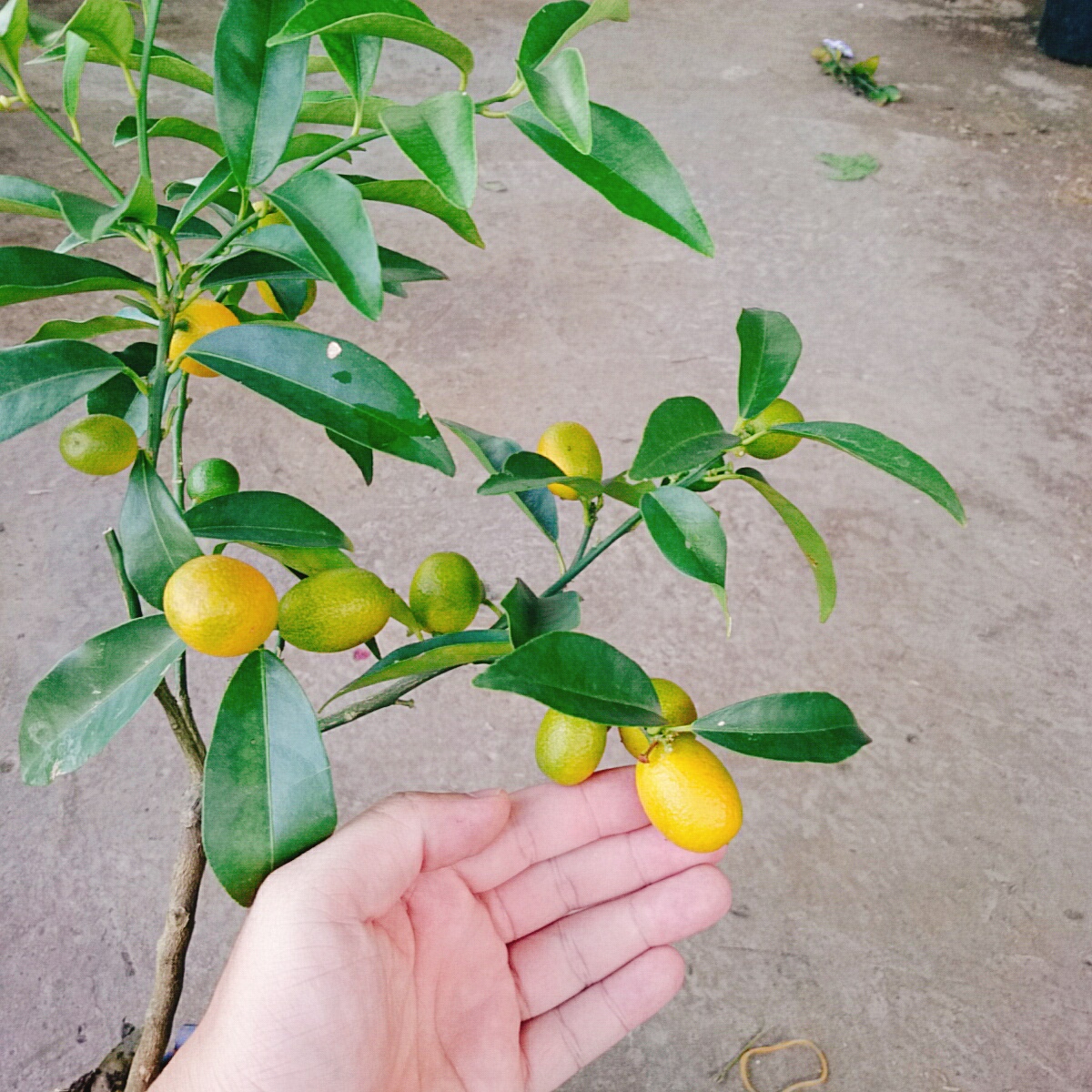 Cây Tắc Ngọt
