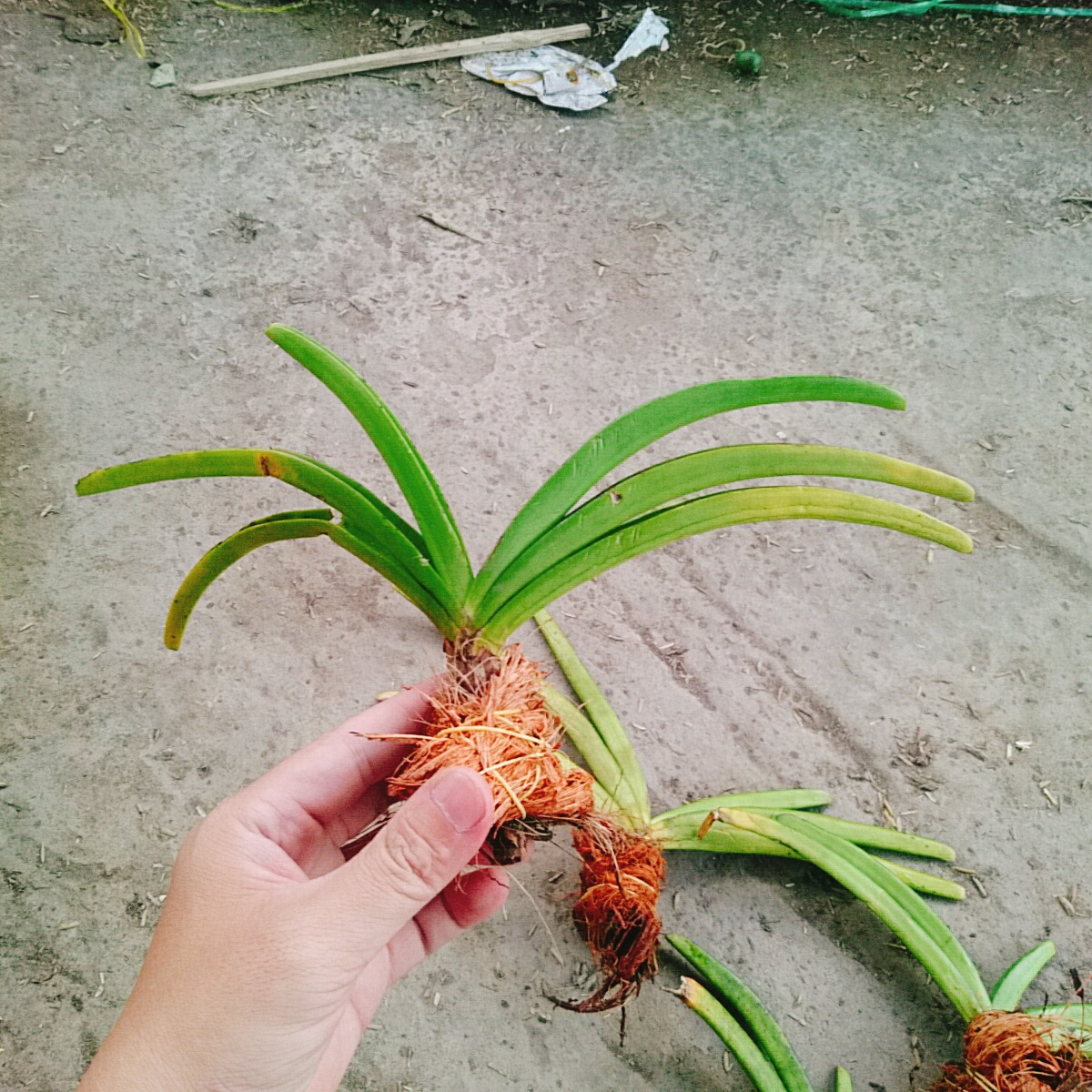 Cây Phong Lan Đuôi Chồn